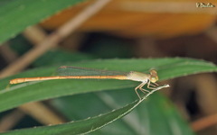 Ceriagrion olivaceum