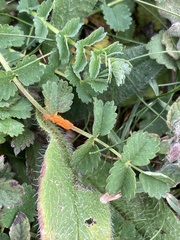 Phragmidium sanguisorbae