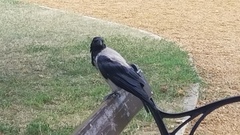 Corvus cornix