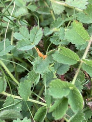 Phragmidium sanguisorbae