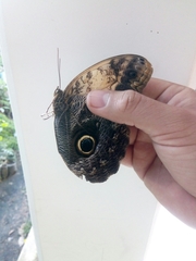 Caligo telamonius