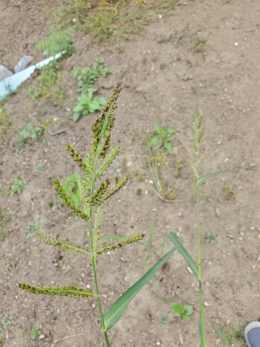 Echinochloa crus-galli iNat (3)