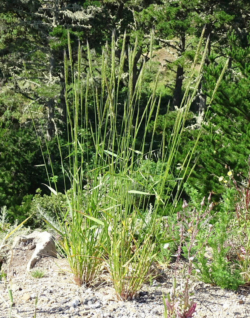 blue wild rye (Plants of Devil's Gulch, Samuel P. Taylor State Park ...