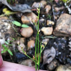 Juncus pelocarpus