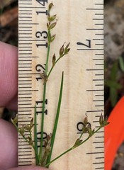 Juncus pelocarpus