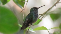 Chalybura buffonii