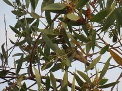 Stomiopera unicolor