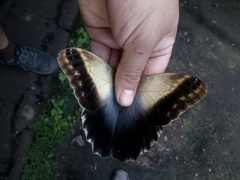 Caligo telamonius