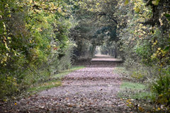 Odocoileus virginianus