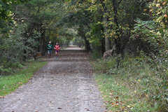 Odocoileus virginianus