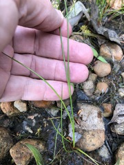Juncus pelocarpus