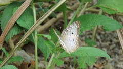 Anartia jatrophae