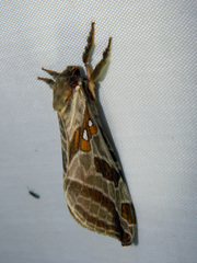 Sthenopis argenteomaculatus