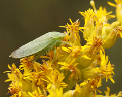 Gypona melanota