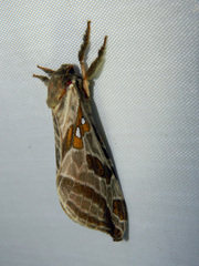 Sthenopis argenteomaculatus