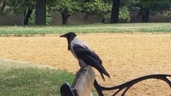 Corvus cornix
