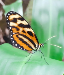 Mechanitis lysimnia utemaia