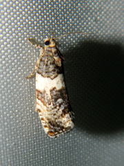 Pseudosciaphila duplex