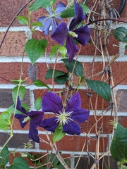 Clematis × jackmanii
