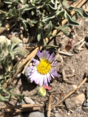 Erigeron clokeyi