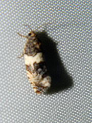 Pseudosciaphila duplex