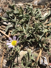Erigeron clokeyi