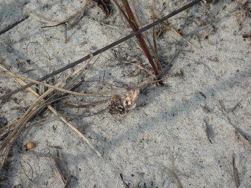 Spinose Flower Moth photo 3