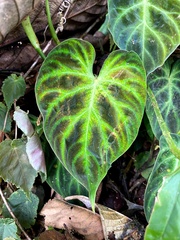 Philodendron verrucosum