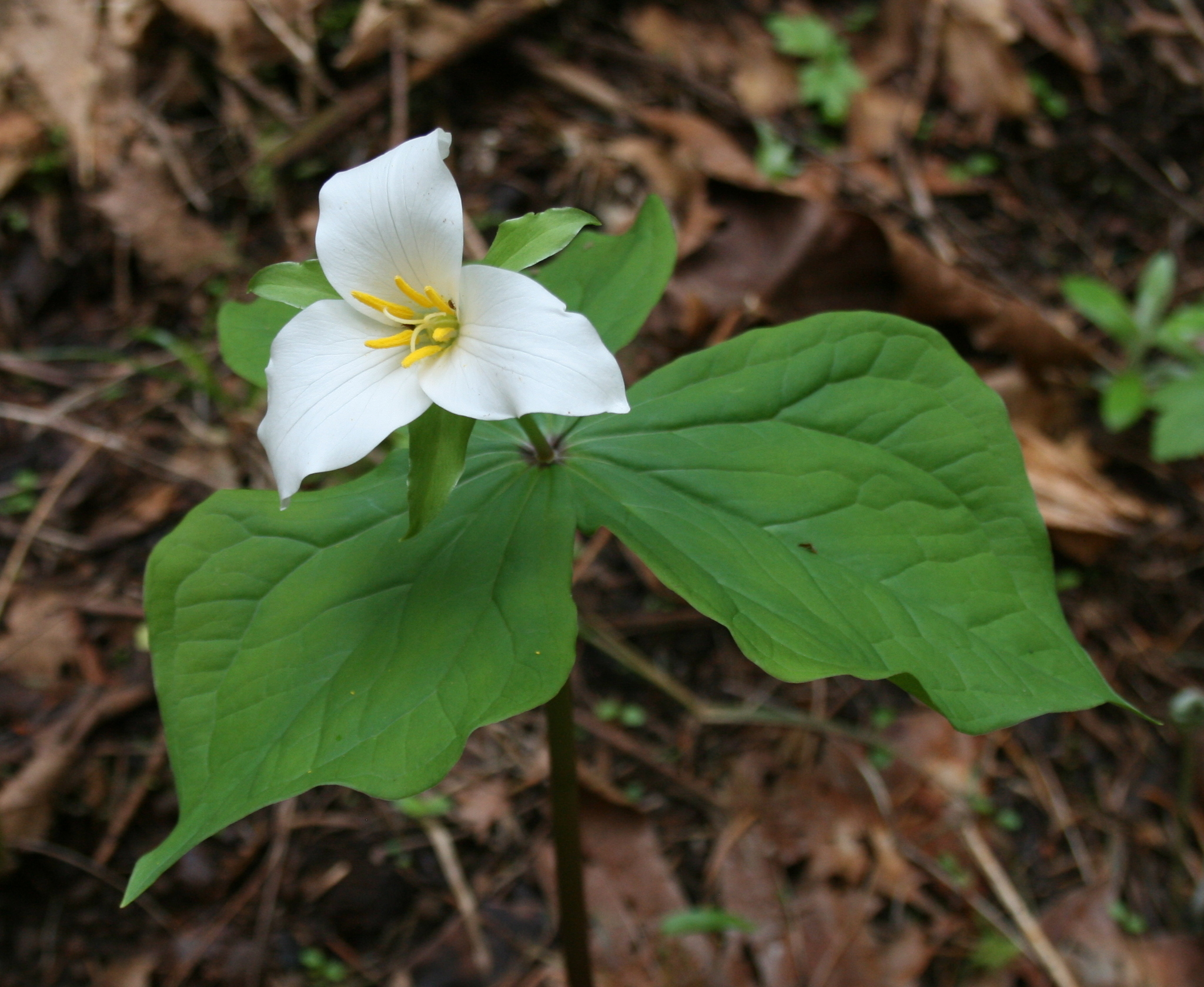 Trillium ovatum var. ovatum
