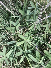 Oxalis bipartita