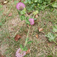 Trifolium pratense