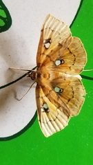 Cacographis