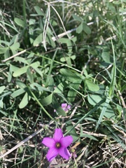 Oxalis bipartita