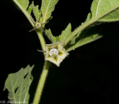 Physalis nicandroides