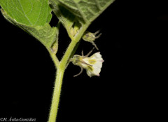 Physalis nicandroides