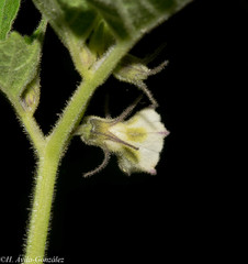 Physalis nicandroides
