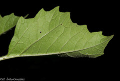 Physalis nicandroides