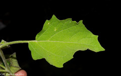 Physalis nicandroides
