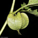 Physalis nicandroides - Photo (c) Heriberto Ávila-González, some rights reserved (CC BY-NC), uploaded by Heriberto Ávila-González