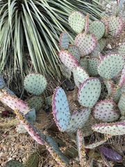 Opuntia santa-rita