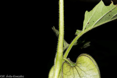 Physalis nicandroides