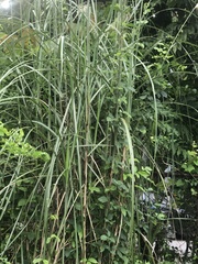 Poaceae