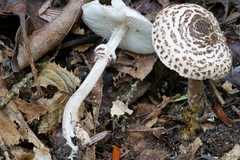 Lepiota felina