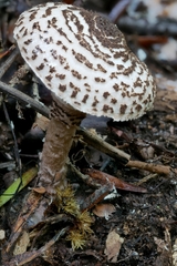 Lepiota felina