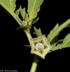 Physalis nicandroides