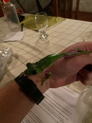 Agalychnis spurrelli