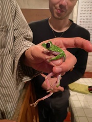 Agalychnis spurrelli