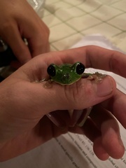 Agalychnis spurrelli