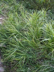 Carex muskingumensis