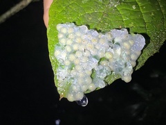 Agalychnis spurrelli